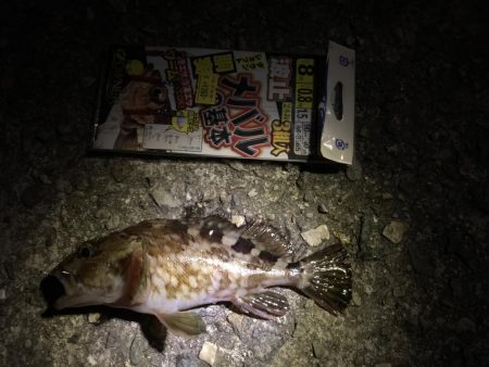 40センチセイゴ