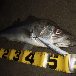 アフターシーバス