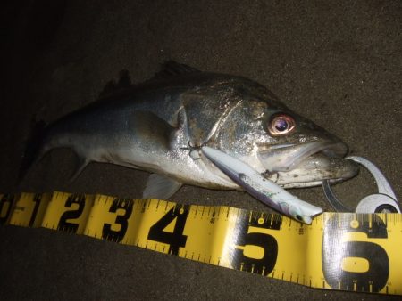 アフターシーバス