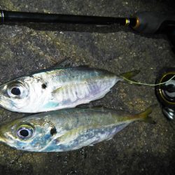 良い引きでした