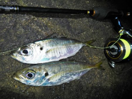 良い引きでした