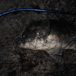 ベイトはマイクロか？。