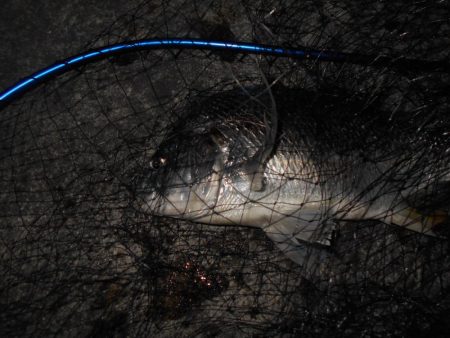 ベイトはマイクロか？。