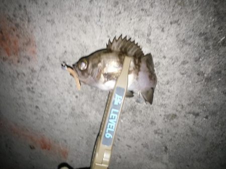 雪がちらついているなか、なんとかヒット！