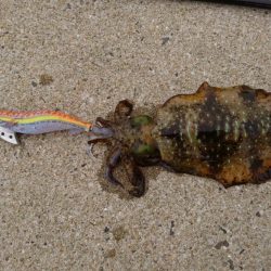 寒波明けのエギング