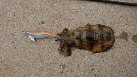 寒波明けのエギング