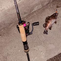 連日メバリング