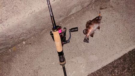 連日メバリング