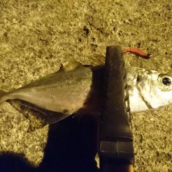 風なしのいい日でしたが…