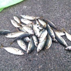 ファミリーフィッシングにでかけよう！　大阪5月　オススメ釣り情報　サビキ2017まとめ！