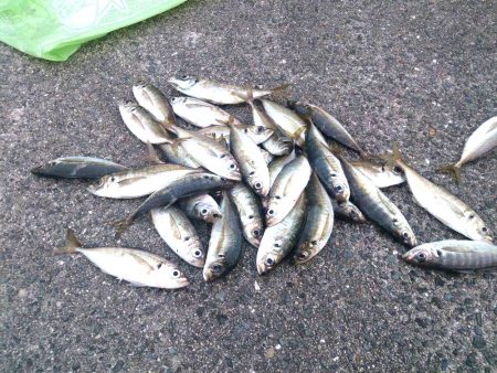 ファミリーフィッシングにでかけよう！　大阪5月　オススメ釣り情報　サビキ2017まとめ！