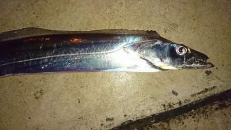 タチウオマイワシパターン継続中