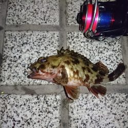 今年２回目のメバリング