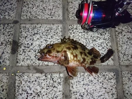 今年２回目のメバリング