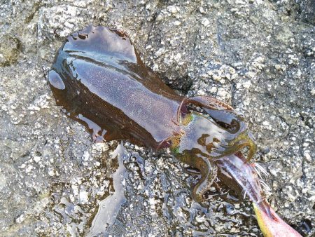 エギングの時期　和歌山の夏　2017エギング夏の投稿まとめ②！