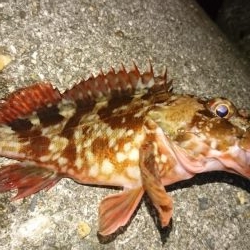 短時間メバリング