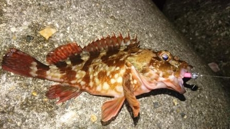 短時間メバリング