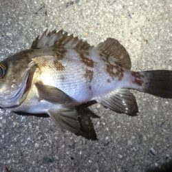 またまたアオリイカゲット！