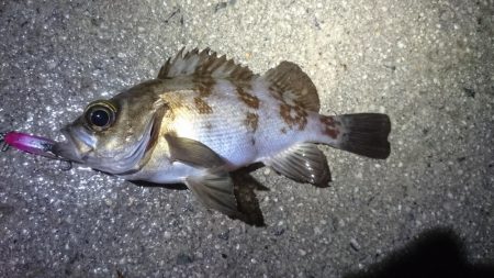 またまたアオリイカゲット！