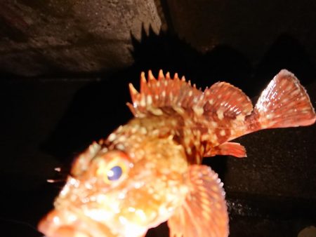 ようやくのメバル