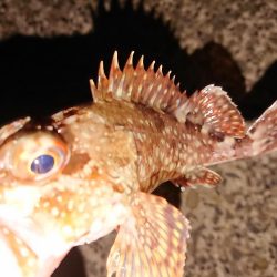 今季初のヤリイカGET