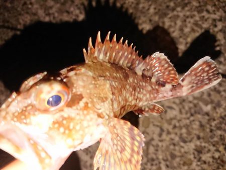 今季初のヤリイカGET