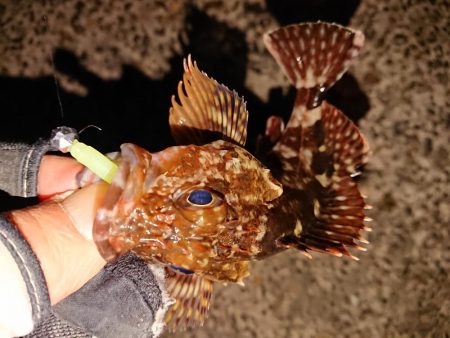 今日もヤリイカは釣れません