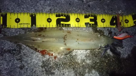 ヤリイカエギング