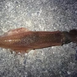 ヤリイカエギング