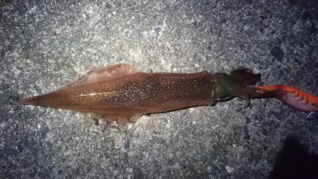 ヤリイカエギング