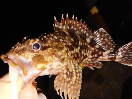 越前海岸ランガン