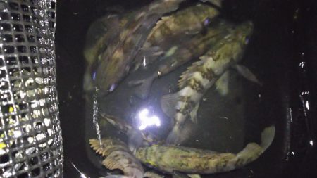 メバル高活性！