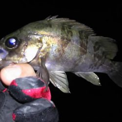 激渋メバリング！