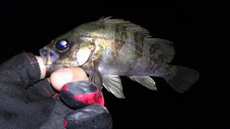 激渋メバリング！