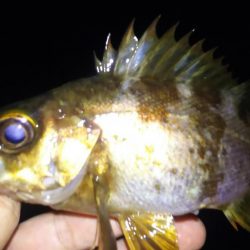 時合は突然に！