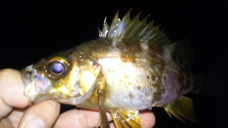 時合は突然に！