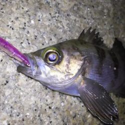 スーパーブルーブラッドムーン メバリング