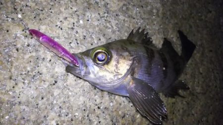 スーパーブルーブラッドムーン メバリング