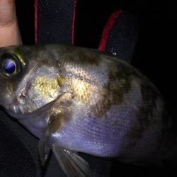 忍耐メバリング！