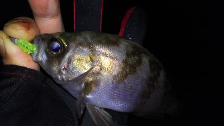 忍耐メバリング！