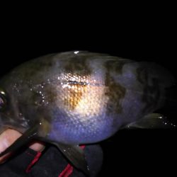 厳寒期小メバリング！