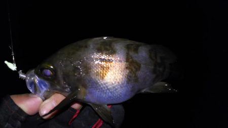 厳寒期小メバリング！