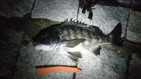 アジ、メバリングのはずが