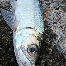 今年の初物釣れました❗ターポンです。