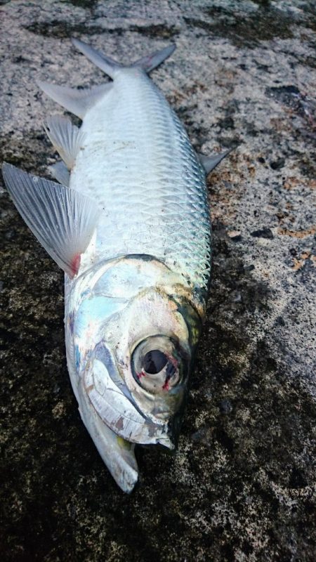 今年の初物釣れました❗ターポンです。