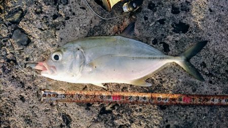 暴風の夕マズメにオニヒラアジ メタルマルで…