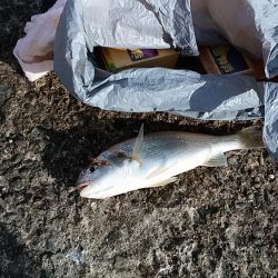 播磨新島赤灯台波止でキス狙い