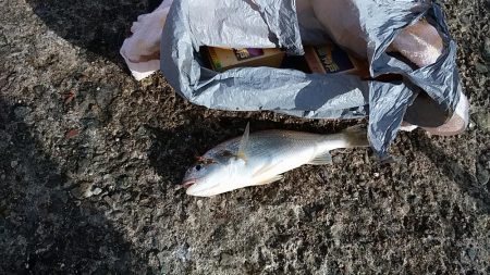 播磨新島赤灯台波止でキス狙い