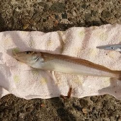 まだ釣れる播磨新島のキス