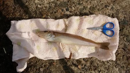 まだ釣れる播磨新島のキス